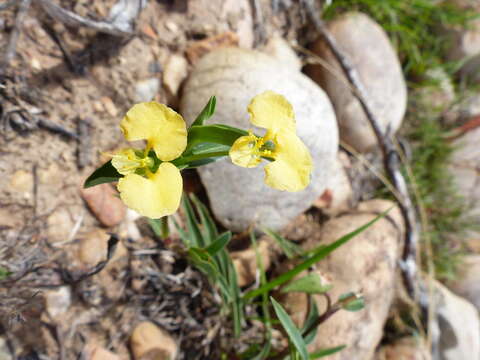 Image of Commelina africana subsp. africana