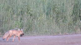 Слика од Vulpes corsac (Linnaeus 1768)