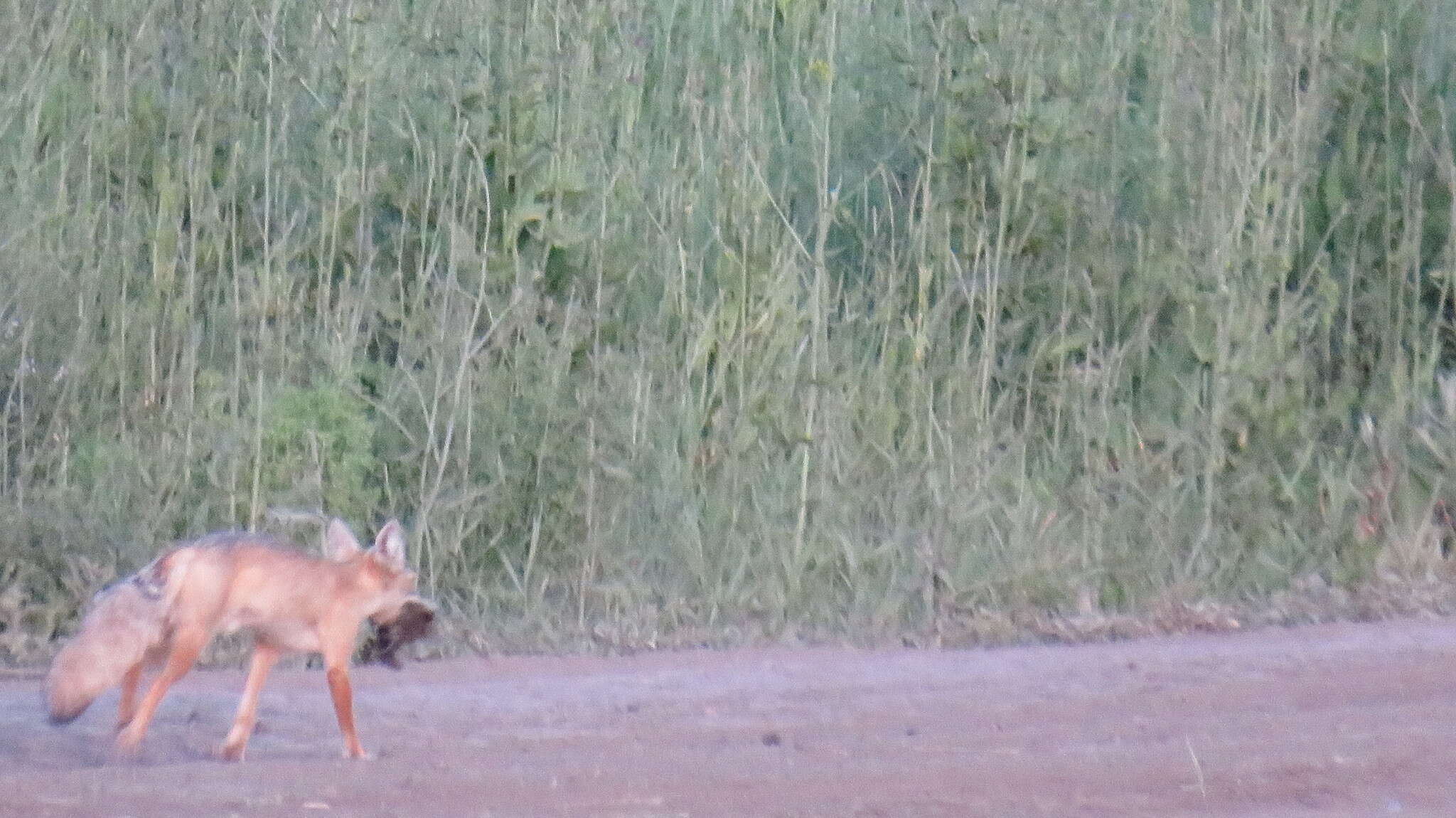 Plancia ëd Vulpes corsac (Linnaeus 1768)