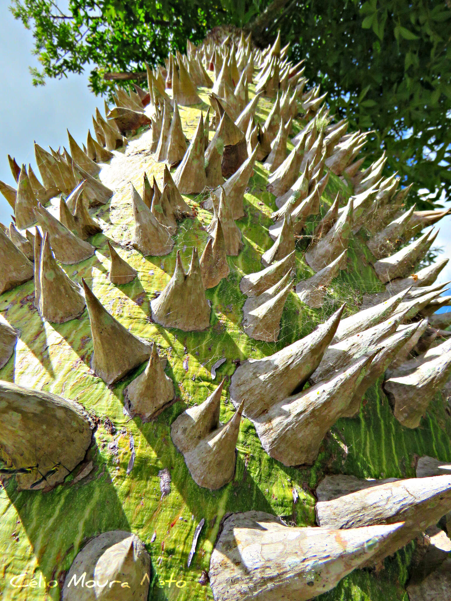 Image of Ceiba glaziovii (Kuntze) K. Schum.