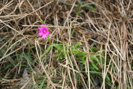 Imagem de Delosperma virens L. Bol.