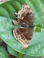 Imagem de Junonia stygia Aurivillius 1894