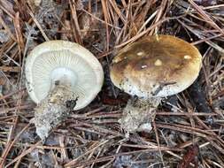 Image of Tricholoma apium Jul. Schäff. 1925