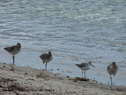 Image of Nordmann's Greenshank