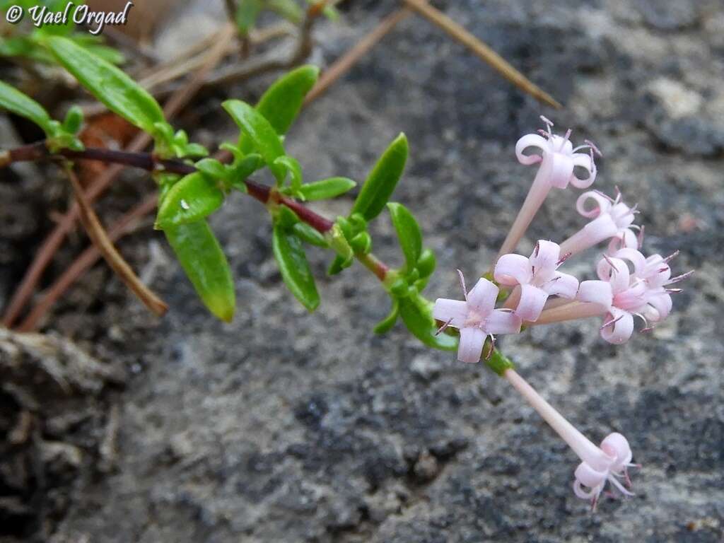 Plocama calabrica (L. fil.) M. Backlund & Thulin的圖片