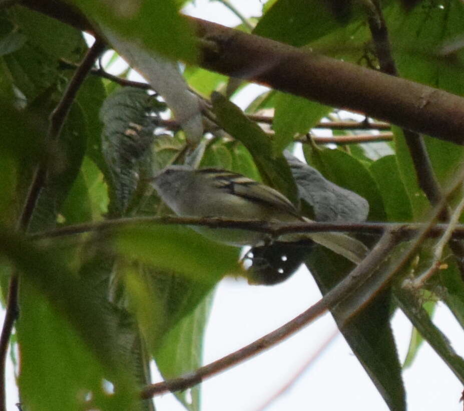 Image of White-tailed Tyrannulet