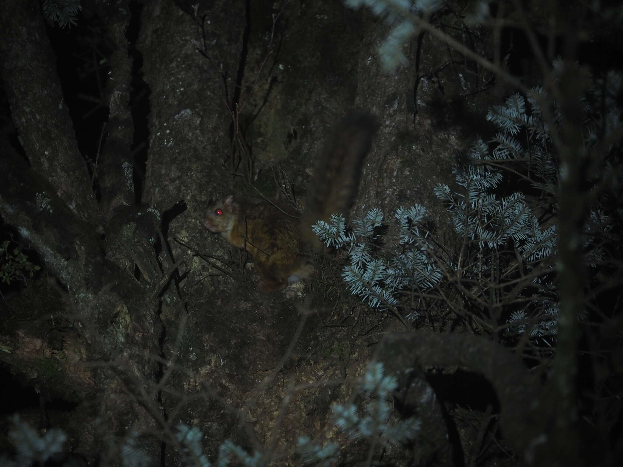 Image of Complex-toothed flying squirrel