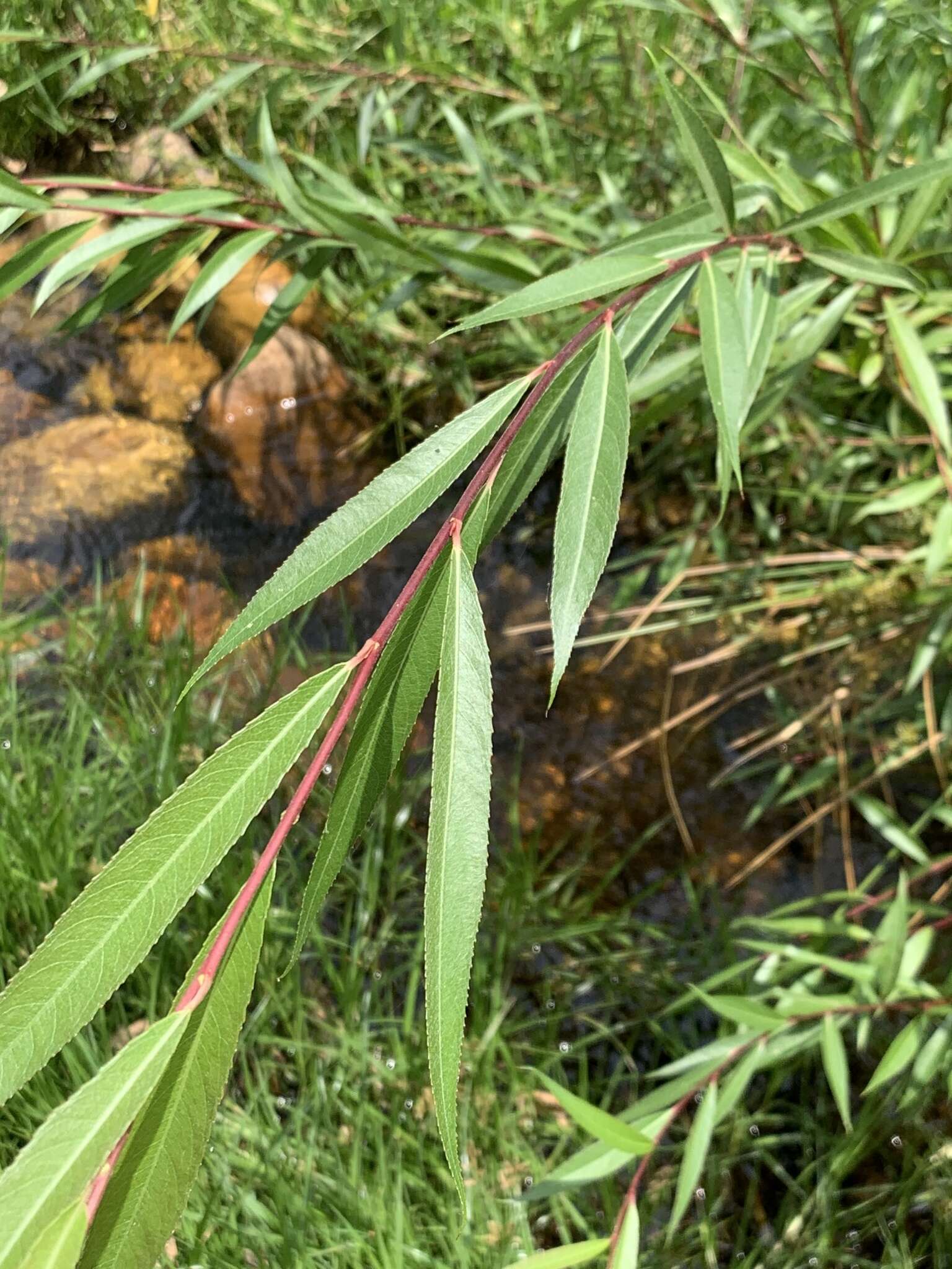 Image of Salix mucronata subsp. mucronata