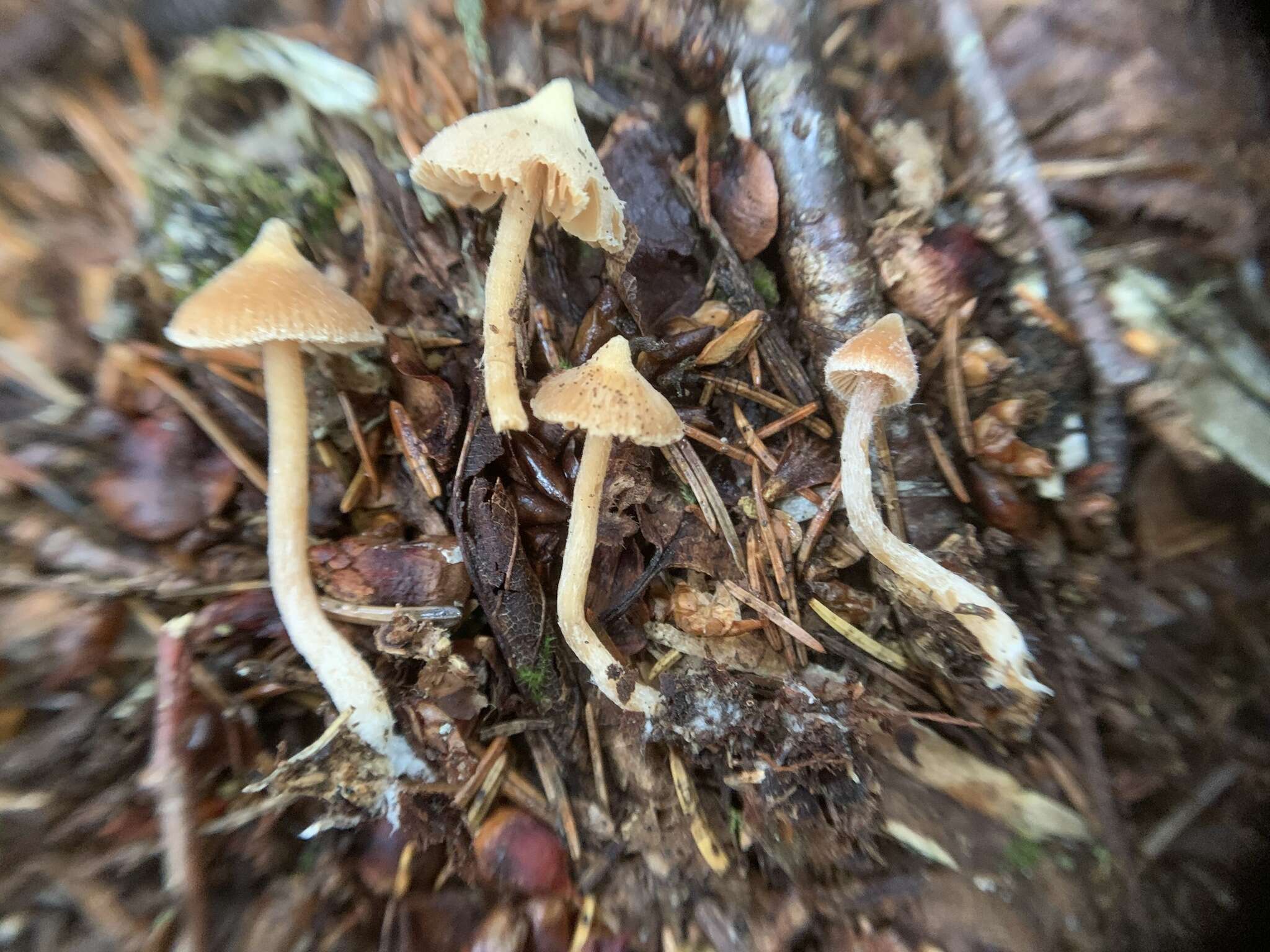 Image of Cortinarius acutus (Pers.) Fr. 1838