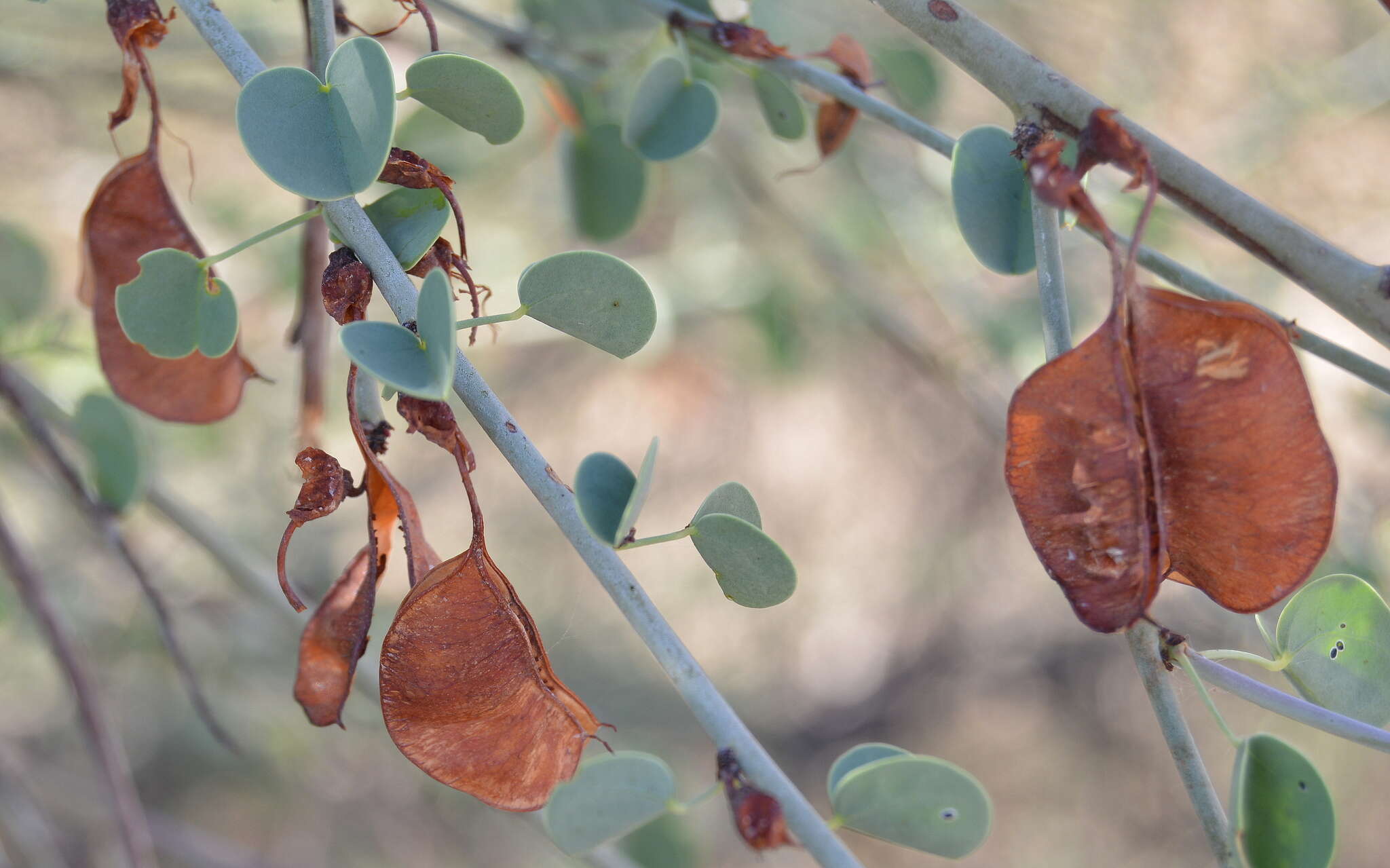 Image of Blue-leaf bauhinia