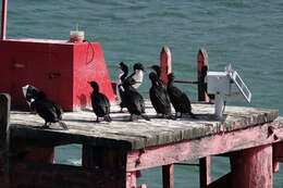 Image of Otago Shag