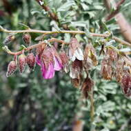 Image de Hermannia trifurca L.