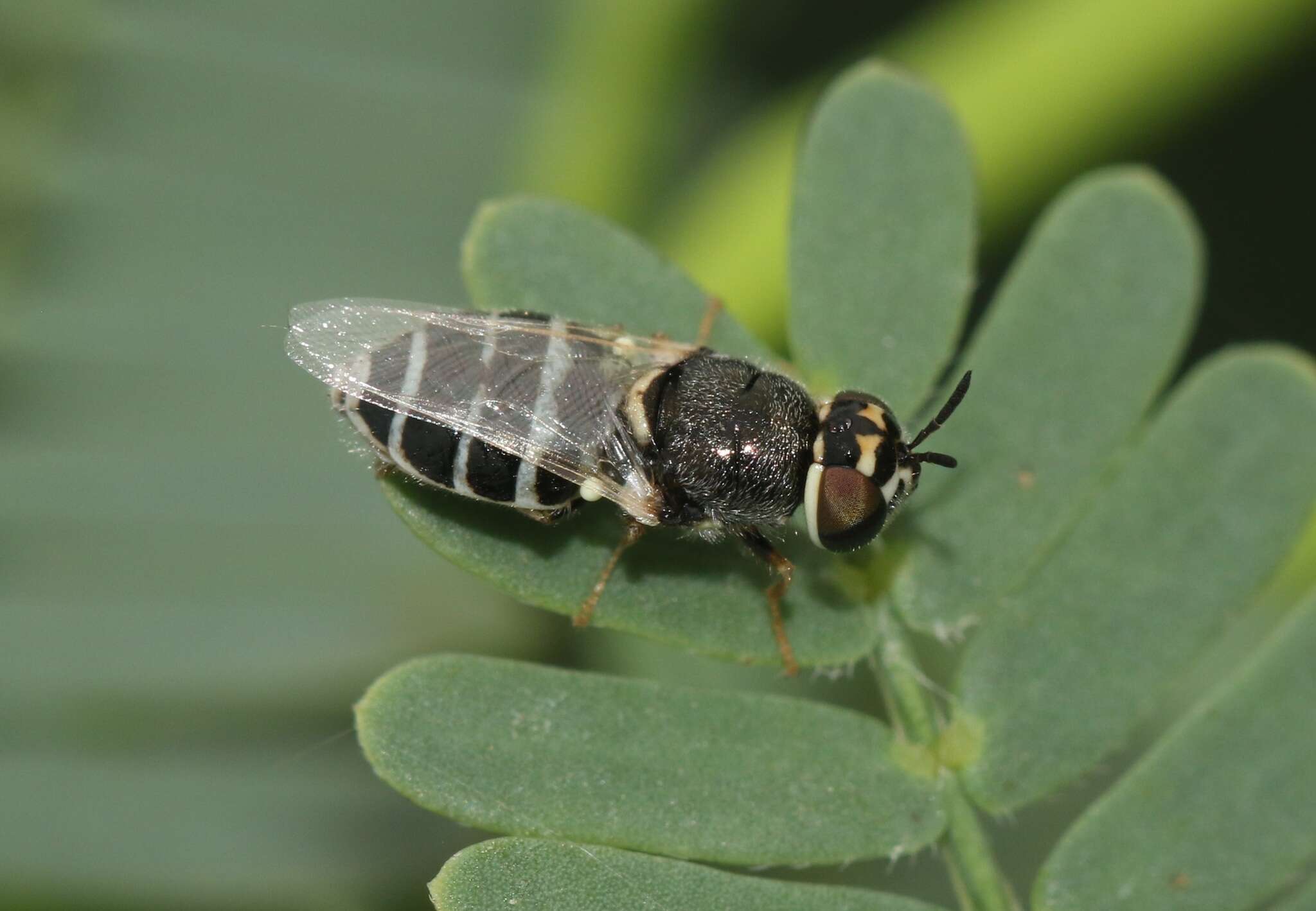 Image of Oplodontha minuta (Fabricius 1794)