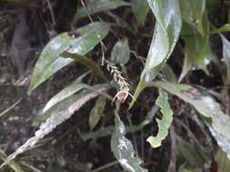 Imagem de Scaphosepalum ophidion Luer