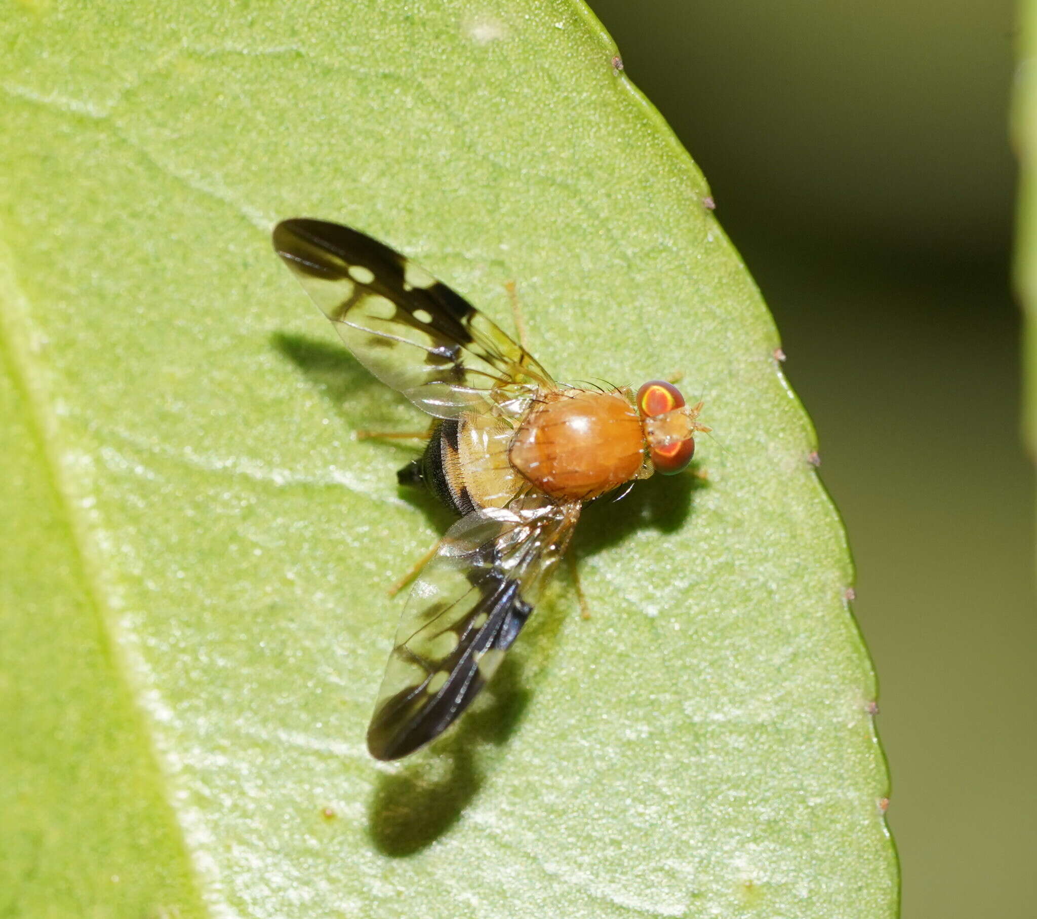 Image of Dirioxa pornia (Walker 1849)