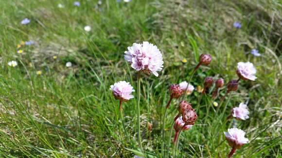 Image of thrift seapink