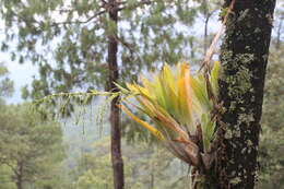 Image of Catopsis paniculata É. Morren