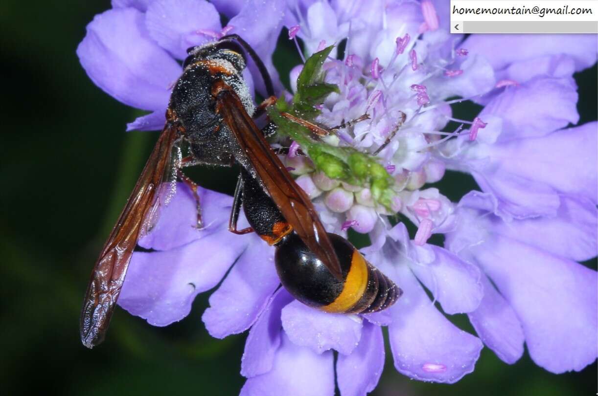 Image of Oreumenes decoratus (Smith 1852)