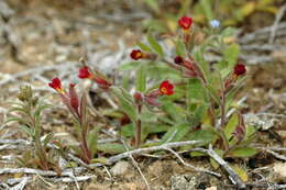 Слика од Nonea caspica (Willd.) G. Don