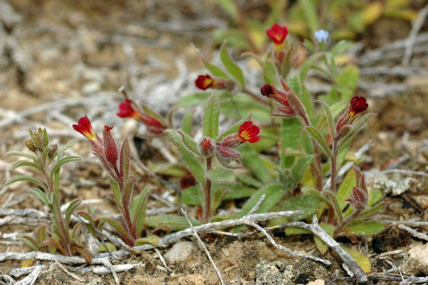 Слика од Nonea caspica (Willd.) G. Don