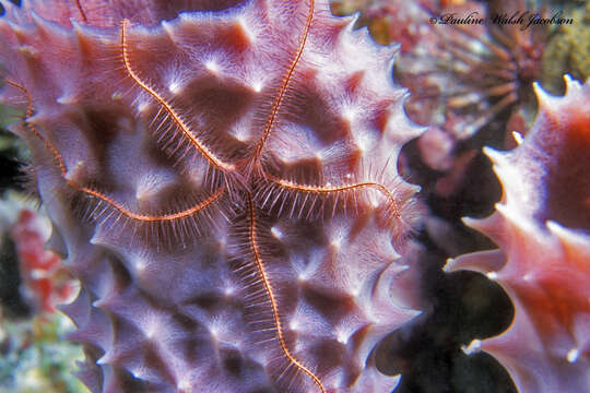 Image of Ophiothrix (Acanthophiothrix) suensoni Lütken 1856