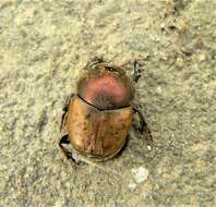 Слика од Onthophagus (Palaeonthophagus) coenobita (Herbst 1783)