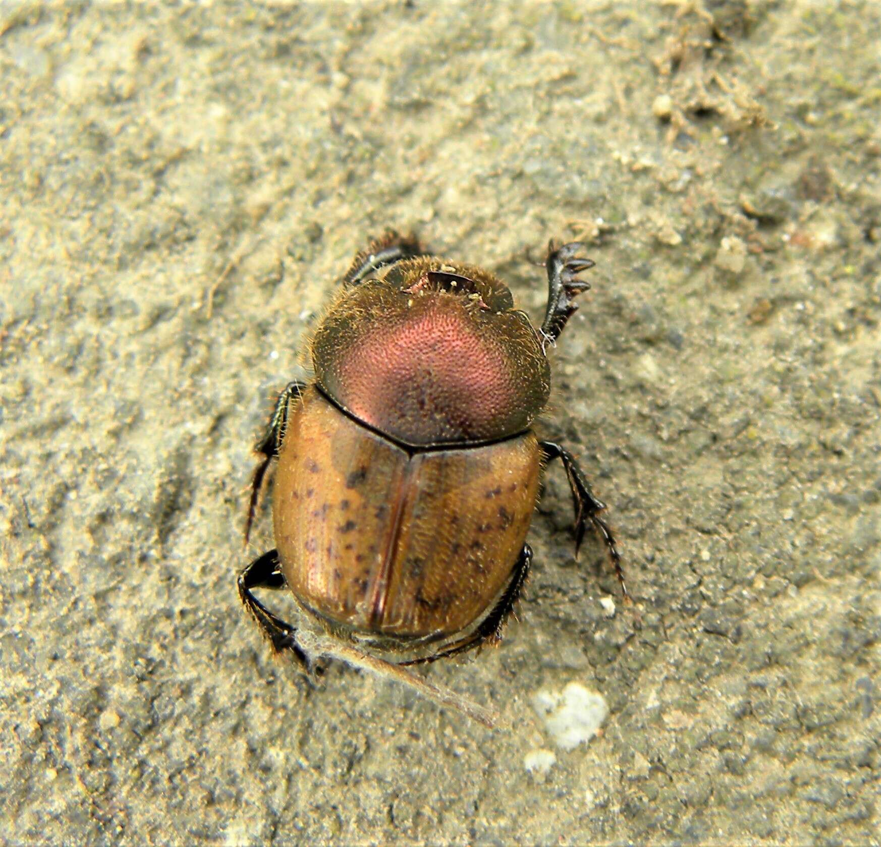 Слика од Onthophagus (Palaeonthophagus) coenobita (Herbst 1783)