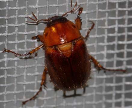 Image of Northern Masked Chafer