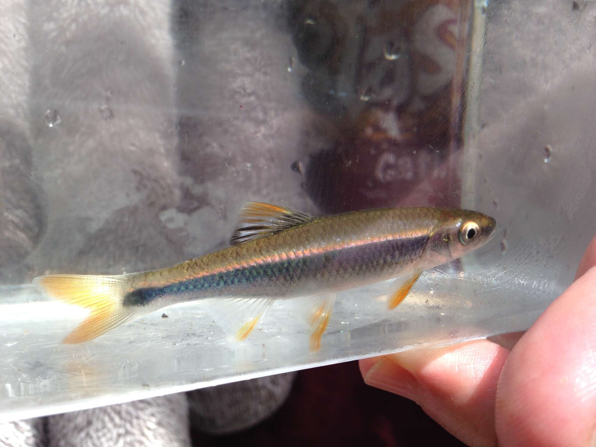 Image of Tricolor Shiner