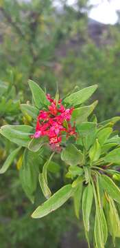 Image of Fuchsia lycioides Andr.