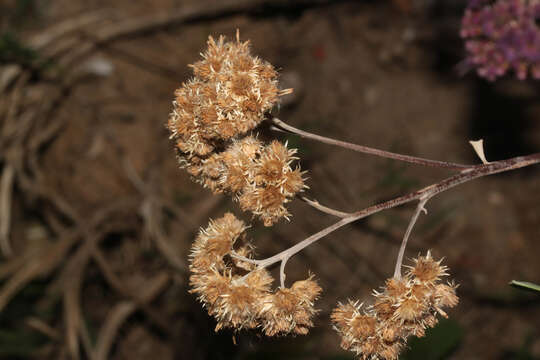 Plancia ëd Tessaria integrifolia var. ambigua (DC.) S. E. Freire