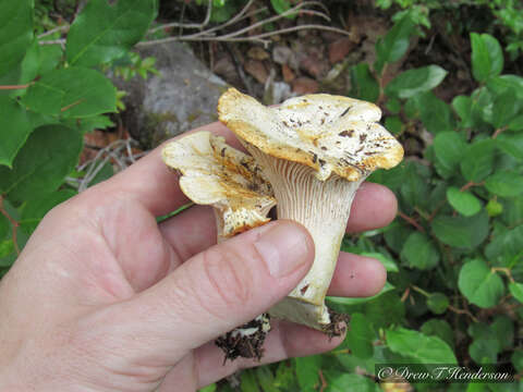 Image of Cantharellus subalbidus A. H. Sm. & Morse 1947