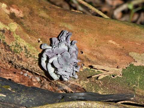 Image of Gerronema waikanaense