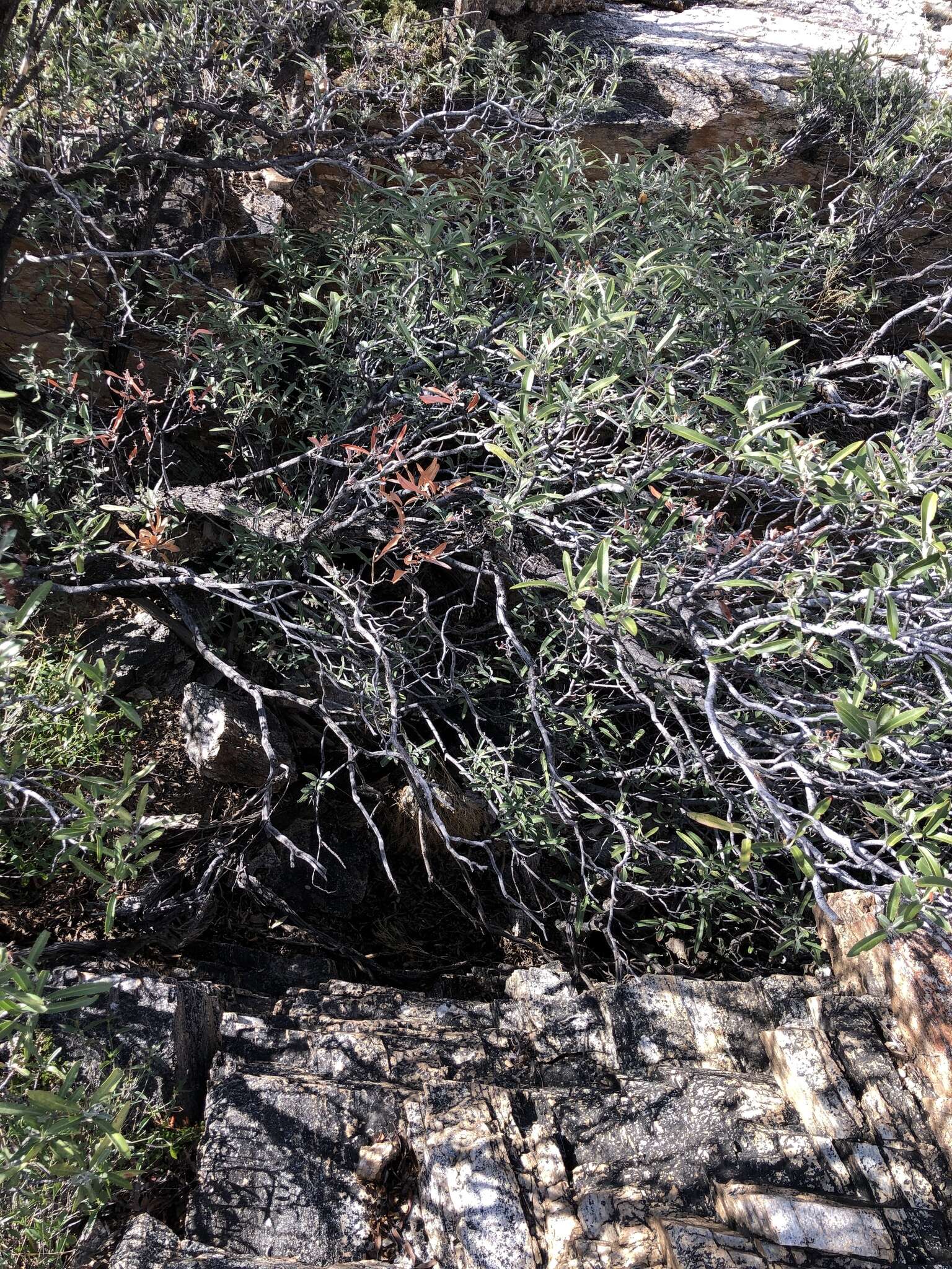 Image of Arizona rosewood