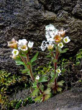 Image of Wedge-Leaf Saxifrage