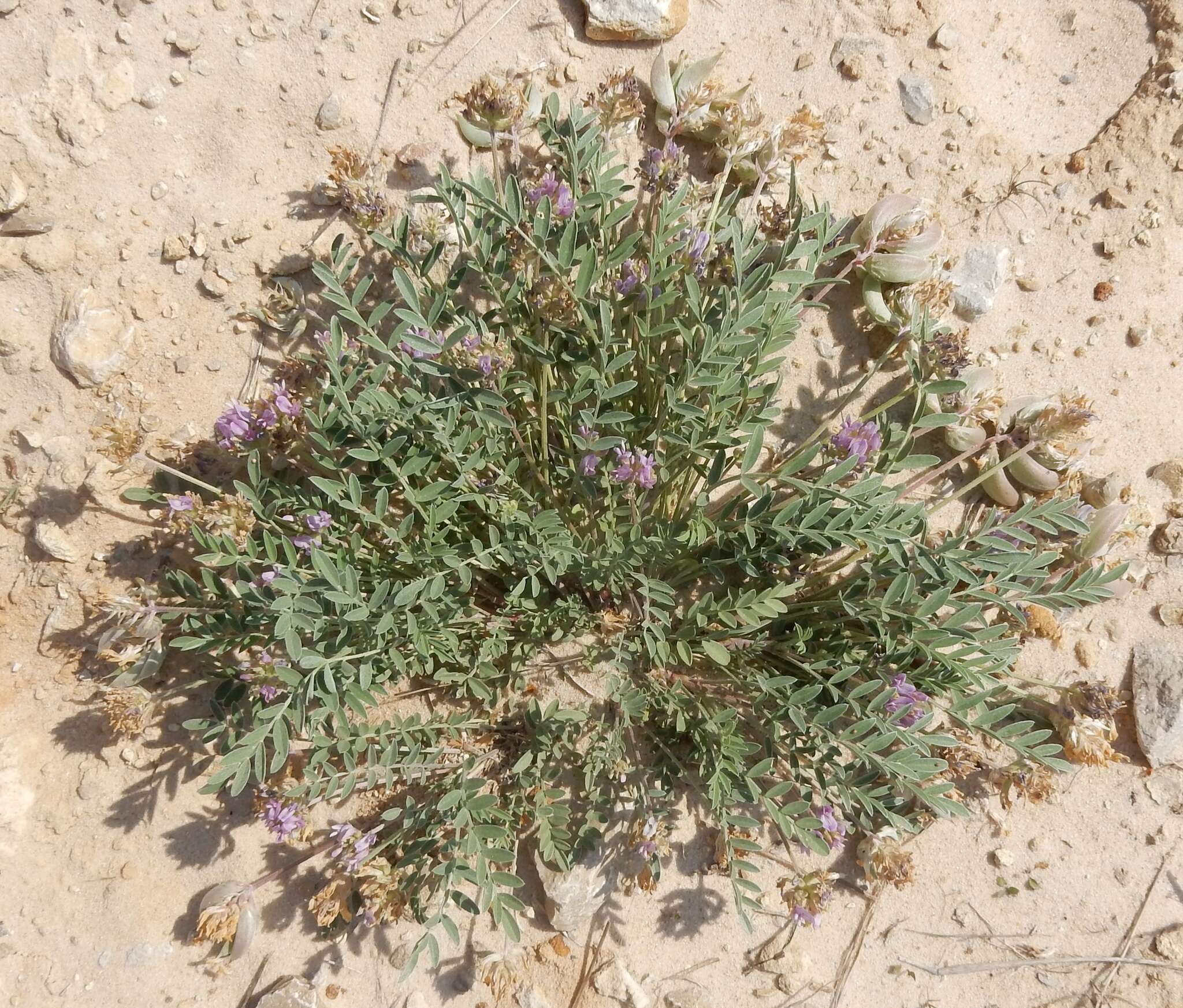 Imagem de Astragalus lotiflorus Hook.