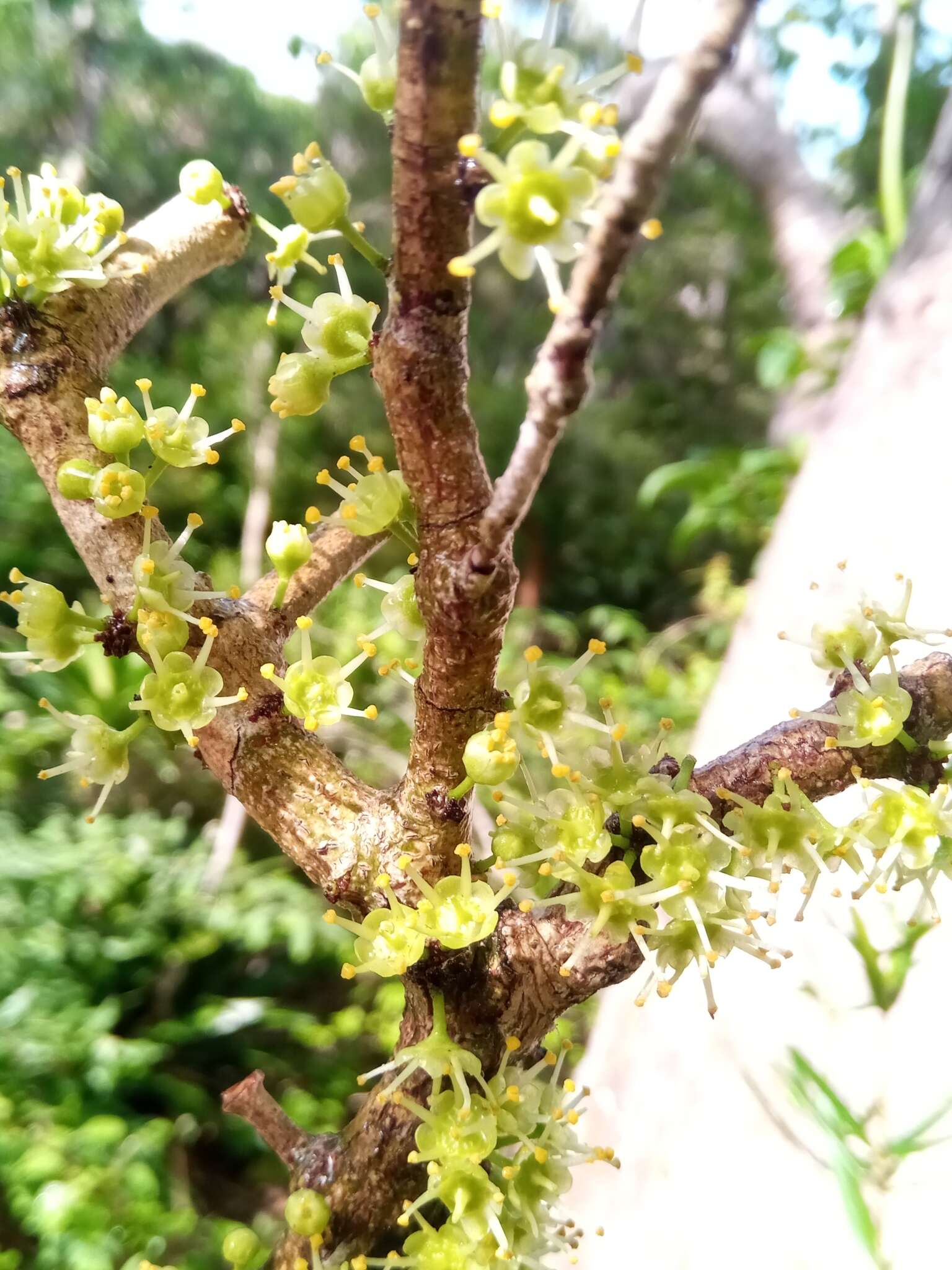 Imagem de Euonymus pleurostylioides (Loes.) H. Perrier