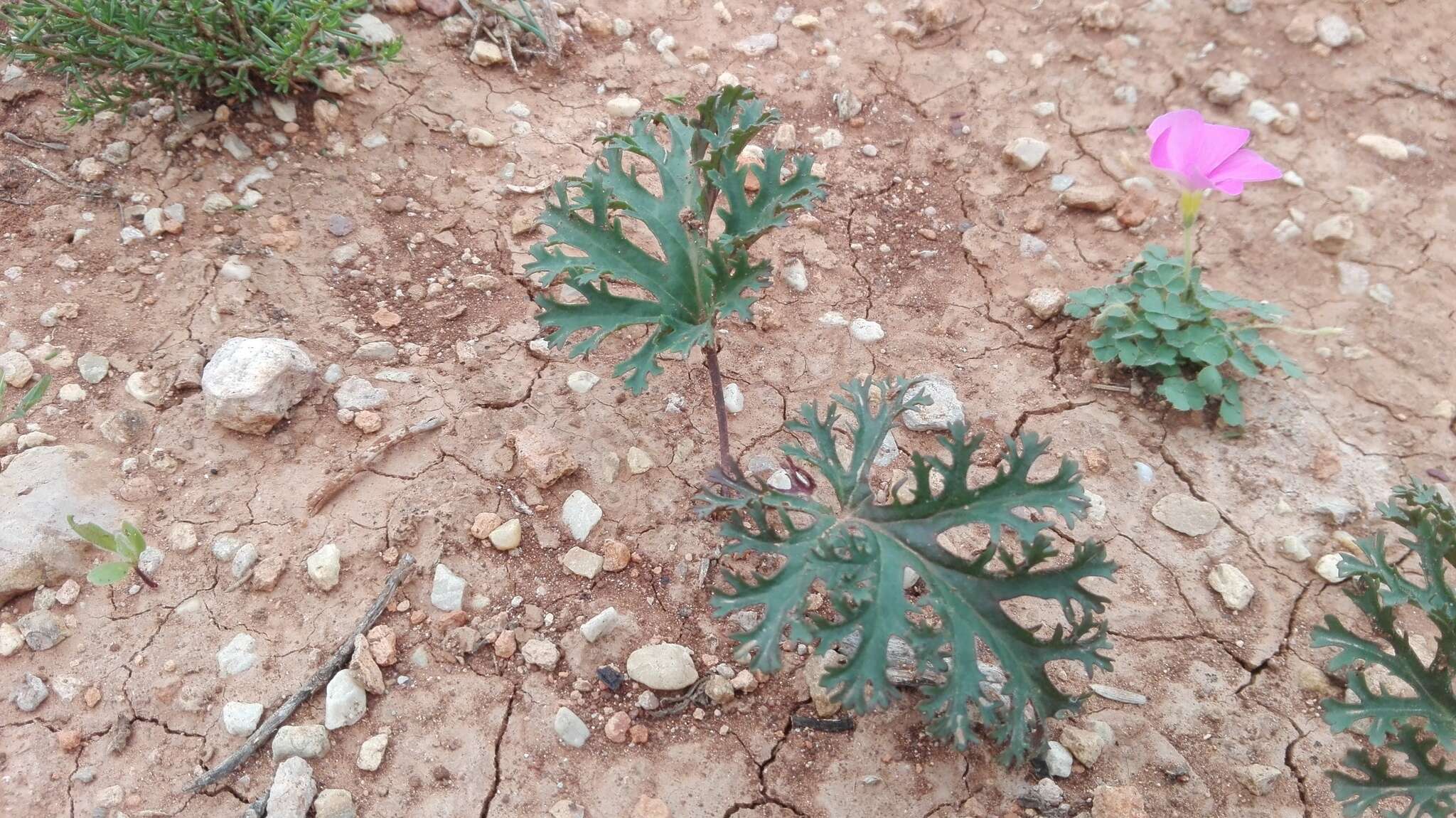 Image of Pelargonium pulverulentum Colv. ex Sweet