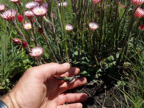 Image of Pink Everlasting