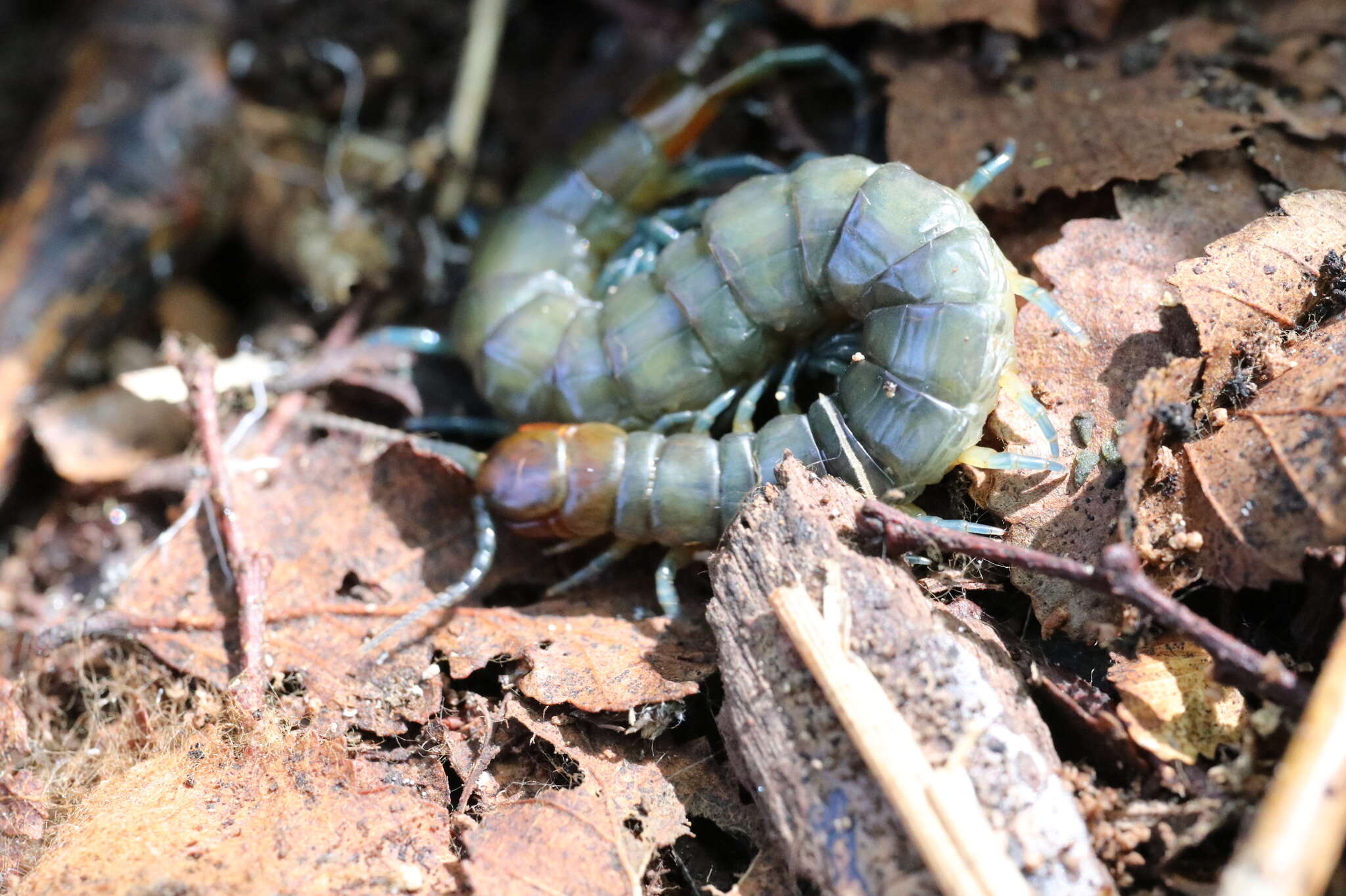 Akymnopellis chilensis (Gervais 1847) resmi