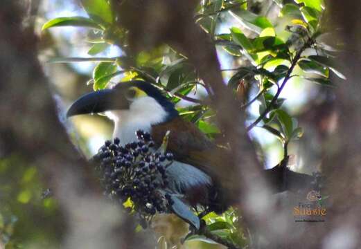 Image of Black-billed Mountain Toucan