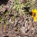 Image of Gazania krebsiana subsp. arctotoides (Less.) Rössl.