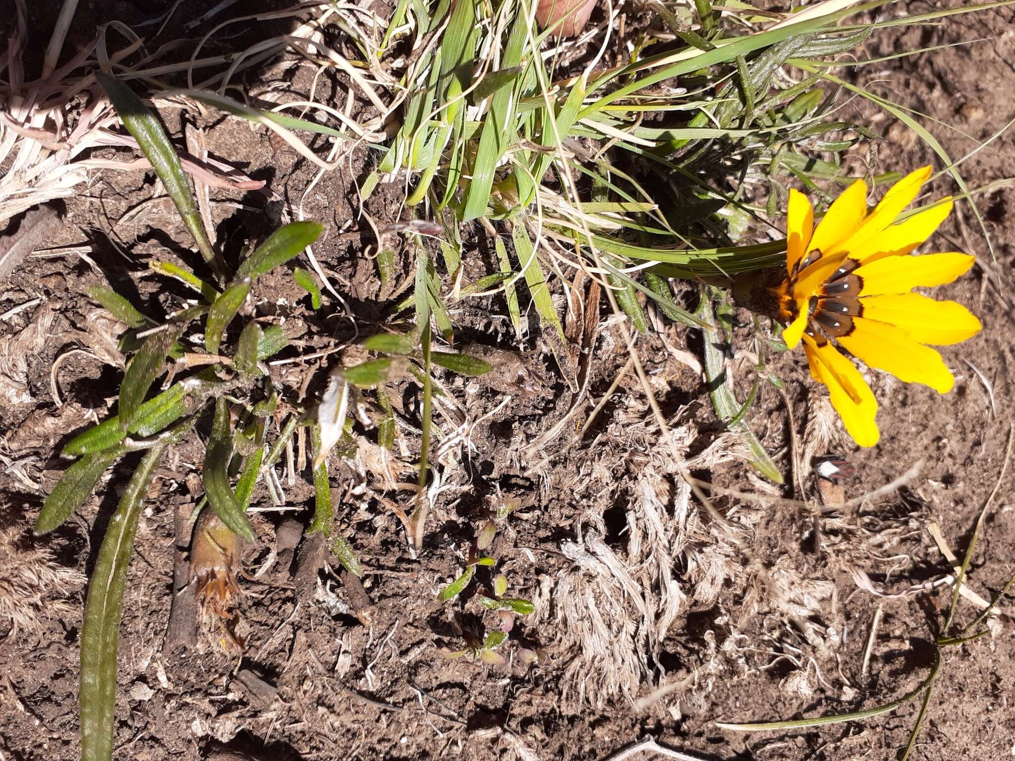 Image of Gazania krebsiana subsp. arctotoides (Less.) Rössl.