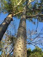 Image of Zanthoxylum tsihanimposa H. Perrier