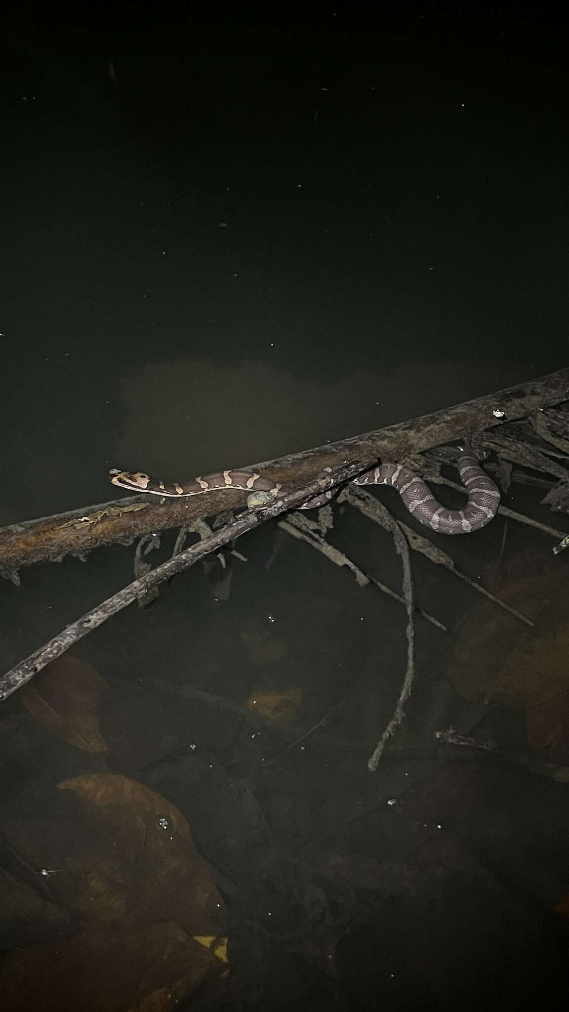 Image of Masked Water Snake