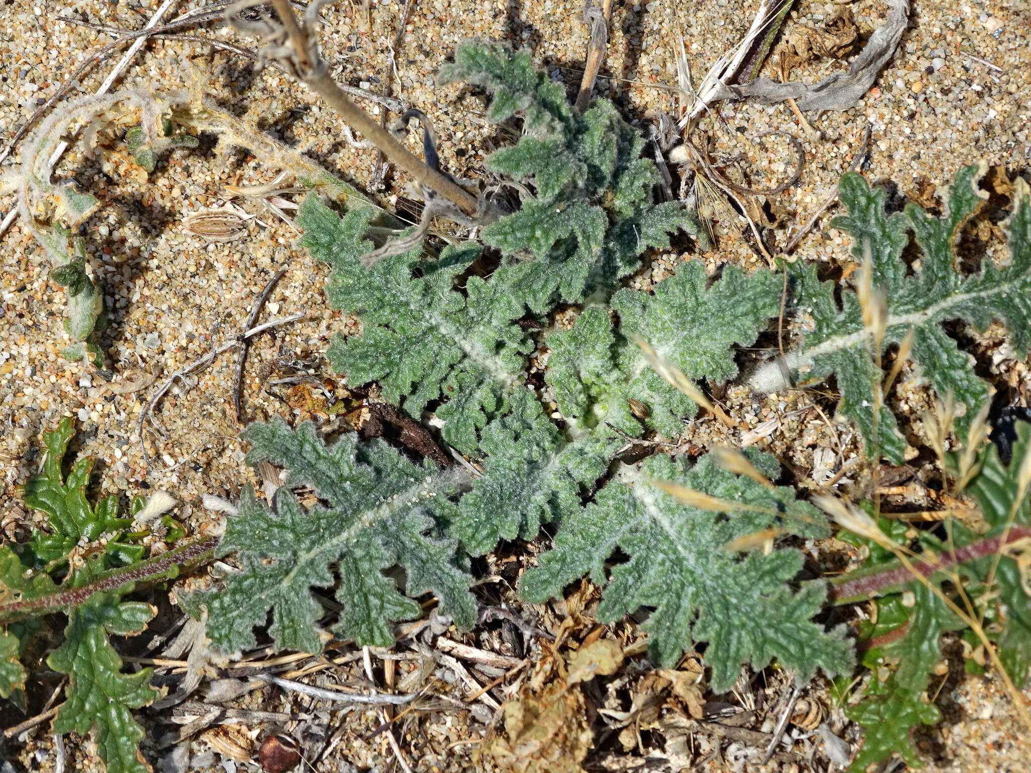 Image of Verbascum pinnatifidum Vahl