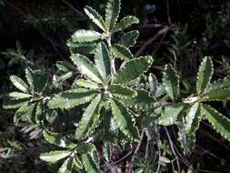 Image of Monro's Ragwort