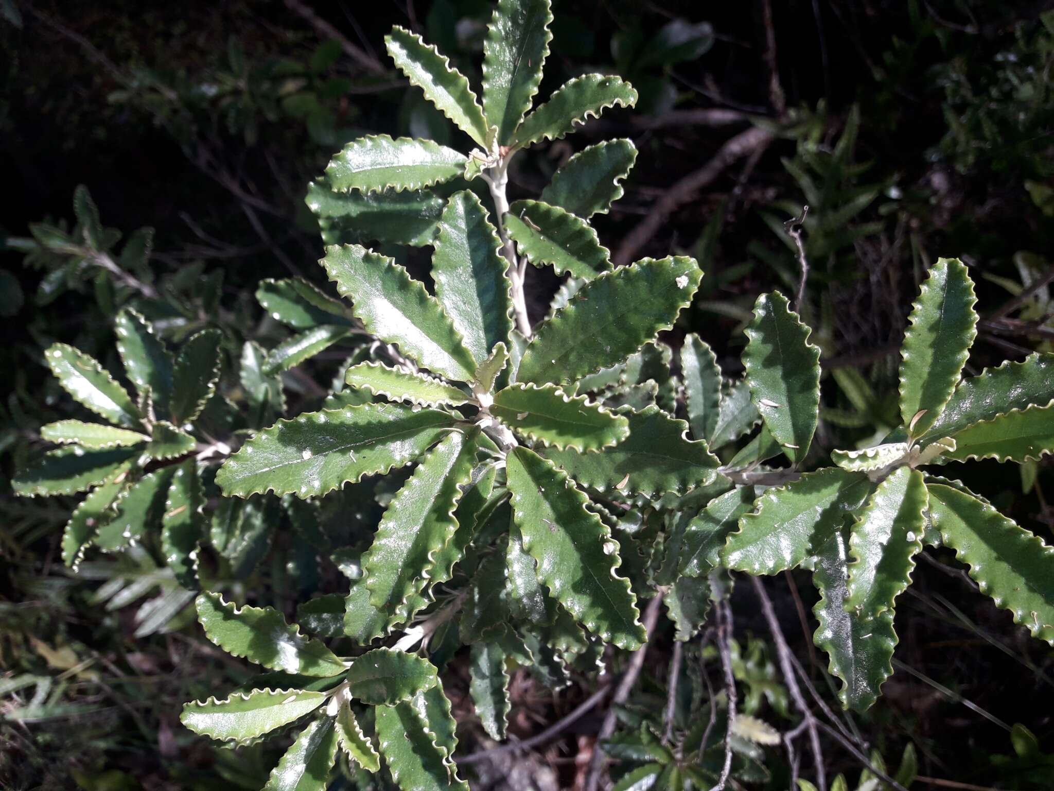 Image of Monro's Ragwort