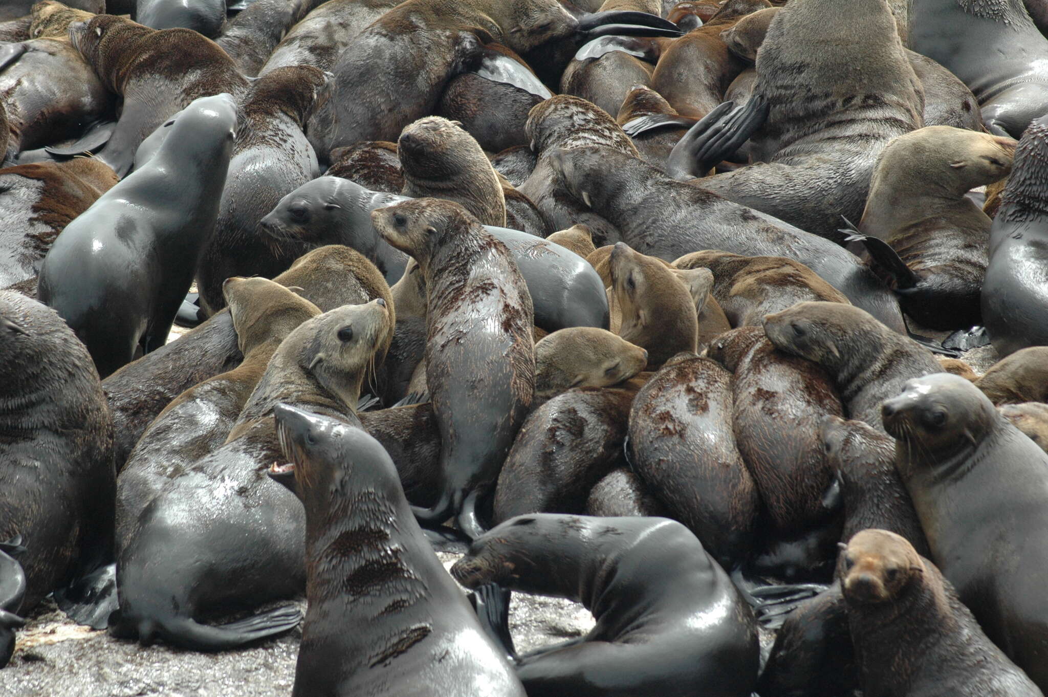 Image of Cape fur seal