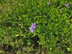 صورة Ruellia nudiflora var. nudiflora